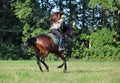 Young equestrian girl riding horseback in summer park