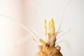 Young etiolated growths of jerusalem artichoke