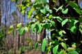 Young Eucalyptus Leaves After Forest Fire Royalty Free Stock Photo