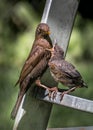 Young Eurasian Blackbird Fledgling Sits On Ladder and Gets Fed With Insect By Its Mother Royalty Free Stock Photo