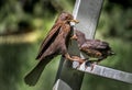 Young Eurasian Blackbird Fledgling Sits On Ladder and Gets Fed With Insect By Its Mother Royalty Free Stock Photo