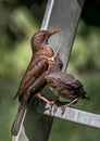 Young Eurasian Blackbird Fledgling Sits On Ladder and Gets Fed With Insect By Its Mother Royalty Free Stock Photo