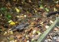 Young Eurasian Blackbird, by stream, Turdus merula. Royalty Free Stock Photo