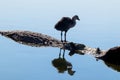 Young Eurasian coot bird on tree in blue water Royalty Free Stock Photo