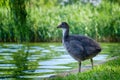 Young Eurasian coot Fulica atra on the shore of an urban lake in Bucharest, Romania. These birds are found in Europe, Asia.