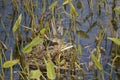 Young Eurasian Coot in nest Royalty Free Stock Photo