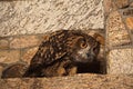 A young Eurasian eagle-owl, Bubo bubo