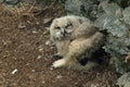 Young Eurasian eagle-owl & x28;Bubo bubo& x29; Germany Royalty Free Stock Photo