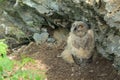 Young Eurasian eagle-owl & x28;Bubo bubo& x29; Germany Royalty Free Stock Photo