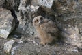 Young Eurasian eagle-owl & x28;Bubo bubo& x29; Germany Royalty Free Stock Photo