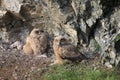 Young Eurasian eagle-owl & x28;Bubo bubo& x29; Germany Royalty Free Stock Photo