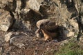 Young Eurasian eagle-owl & x28;Bubo bubo& x29; Germany Royalty Free Stock Photo