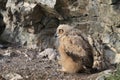 Young Eurasian eagle-owl & x28;Bubo bubo& x29; Germany Royalty Free Stock Photo