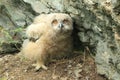 Young Eurasian eagle-owl & x28;Bubo bubo& x29; Germany Royalty Free Stock Photo