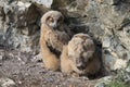 Young Eurasian eagle-owl & x28;Bubo bubo& x29; Germany Royalty Free Stock Photo