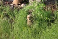 Young Eurasian eagle-owl & x28;Bubo bubo& x29; Germany Royalty Free Stock Photo