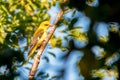 Young Eurasian Golden Oriole or Oriolus oriolus on tree branch Royalty Free Stock Photo