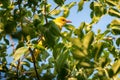 Young Eurasian Golden Oriole or Oriolus oriolus on tree branch Royalty Free Stock Photo