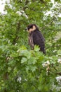 Eurasian hobby Royalty Free Stock Photo