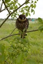 Eurasian hobby