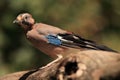 Young Eurasian jay Garrulus glandarius on the branch with green background Royalty Free Stock Photo