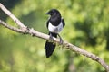 Young Eurasian magpie on a natural perch