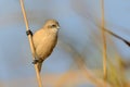 Young Eurasian Penduline-Tit & x28;Remiz pendulinus& x29; perched on a stalk of thereed