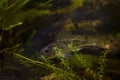 young Eurasian ruffe hide in elodea vegetation, captive domesticated wild freshwater fish, omnivore coldwater predator species in