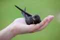 Young Eurasian Swift