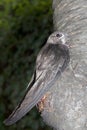 Young Eurasian Swift / Apus apus