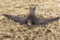 Young Eurasian Swift