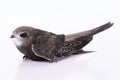 Young Eurasian Swift