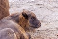 Young European aurochs... Royalty Free Stock Photo