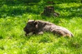 Young European bison (Bison bonasus) Royalty Free Stock Photo