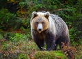 Young european brown bear in the authumn forest Royalty Free Stock Photo