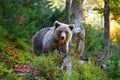 Young european brown bear in the authumn forest Royalty Free Stock Photo