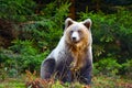 Young european brown bear in the authumn forest