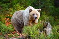 Young european brown bear in the authumn forest Royalty Free Stock Photo