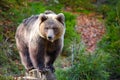 Young european brown bear in the authumn forest Royalty Free Stock Photo