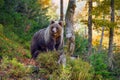 Young european brown bear in the authumn forest Royalty Free Stock Photo