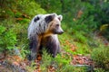 Young european brown bear in the authumn forest Royalty Free Stock Photo