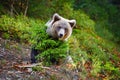 Young european brown bear in the authumn forest Royalty Free Stock Photo