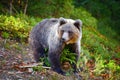 Young european brown bear in the authumn forest Royalty Free Stock Photo