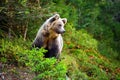 Young european brown bear in the authumn forest Royalty Free Stock Photo