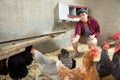 Young female farm worker hand-feeding hens