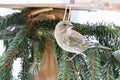 Young European Greenfinch bird perching on pine twig, decorated wooden house feeder