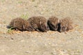 Young European hedgehogs (Erinaceus europaeus)