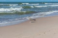 Young European herring gull Larus argentatus standing on beach in water Royalty Free Stock Photo