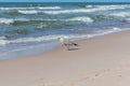 Young European herring gull Larus argentatus standing on beach in water Royalty Free Stock Photo