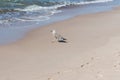 Young European herring gull Larus argentatus standing on beach in water Royalty Free Stock Photo